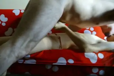 Skandal ABG Bispak Di Kamar Hotel Bintang Lima